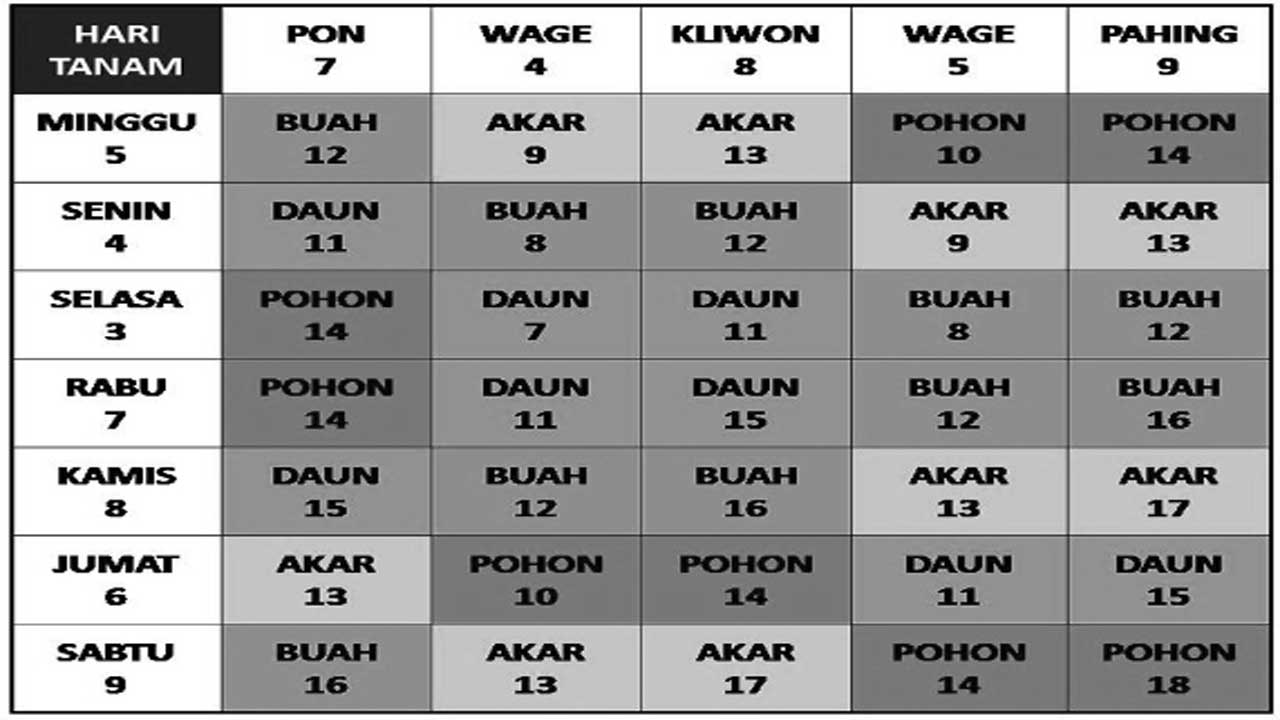 Waktu yang Tepat untuk Tampil Cemerlang di Kalisabuk